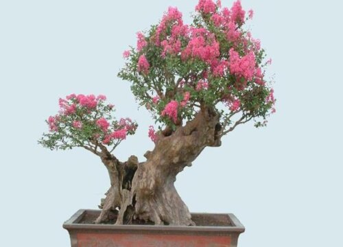 紫薇树什么时候开花