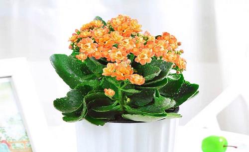 给长寿花施什么肥花开爆盆