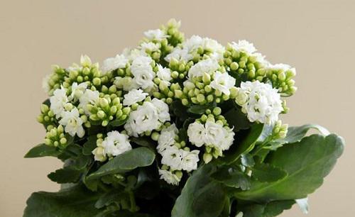 给长寿花施什么肥花开爆盆