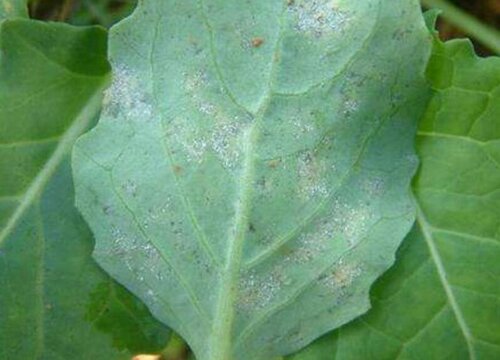 油菜病虫害防治方法与技术措施