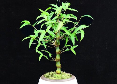 罗汉竹用什么盆好