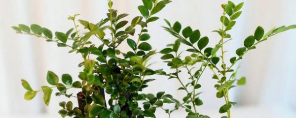 小叶紫檀冬天室内好养吗