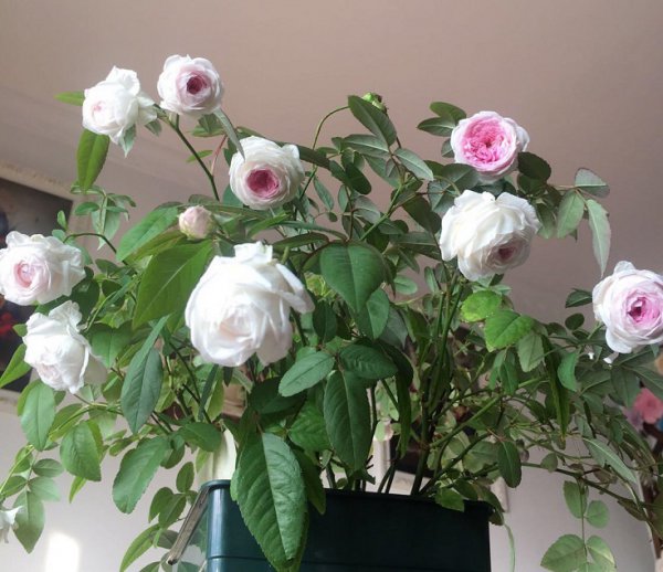 玉玲珑月季的优缺点