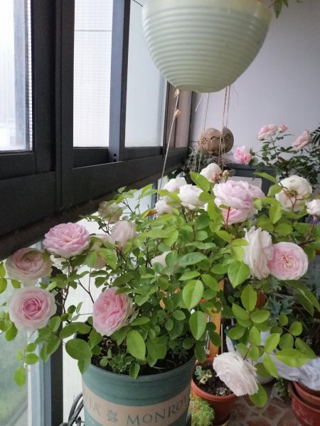 玉玲珑月季的优缺点