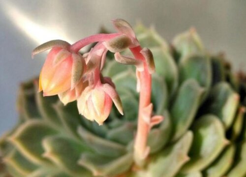 正确的认识多肉开花问题