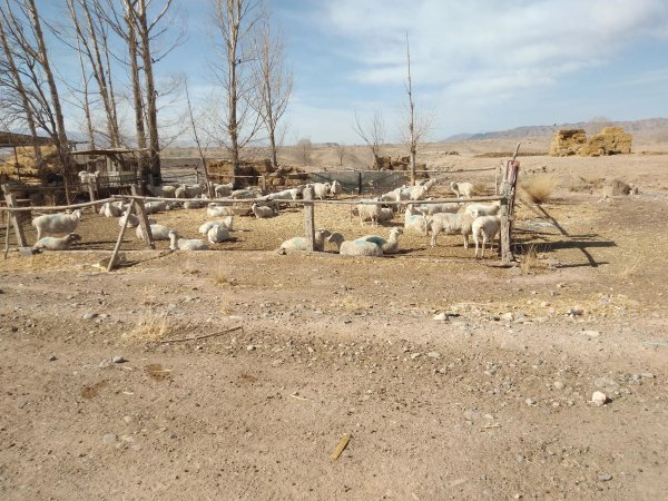 养羊50只一年赚多少钱