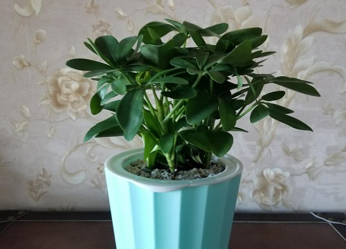 想让鸭掌木顺利过冬的方法有哪些