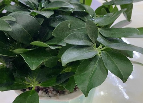 想让鸭掌木顺利过冬的方法有哪些