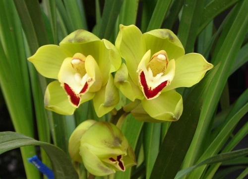 购买兰花都有哪些窍门