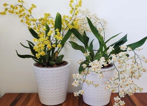 购买兰花都有哪些窍门