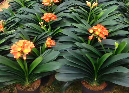 用什么水养护君子兰根壮叶厚