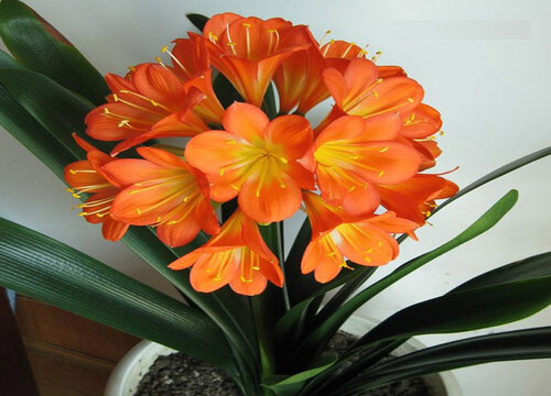 用什么水养护君子兰根壮叶厚