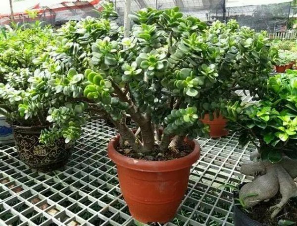 玉树有毒吗可不可以在室内养