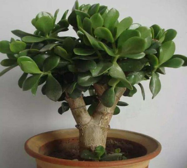 玉树有毒吗可不可以在室内养