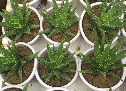 不夜城芦荟怎么修剪好看