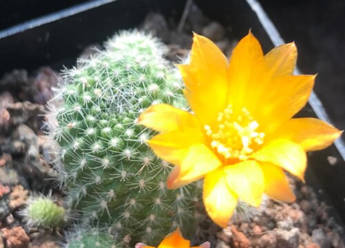 开花最漂亮的仙人球品种