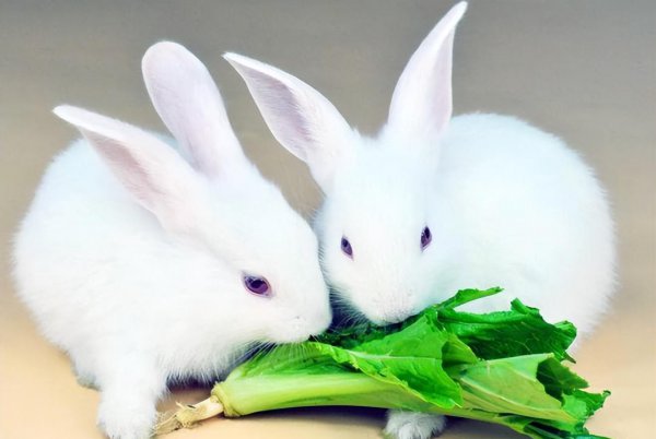 农村家养兔子都喂什么食物