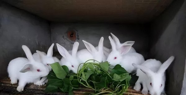 农村家养兔子都喂什么食物