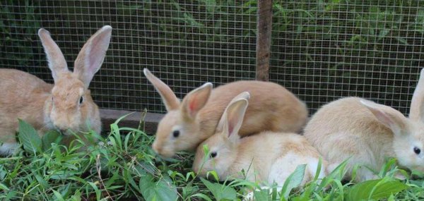 农村家养兔子都喂什么食物