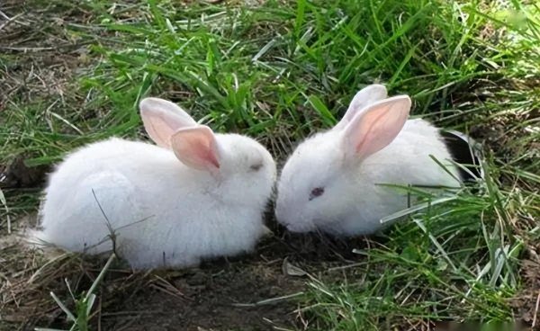 农村家养兔子都喂什么食物