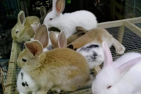 农村家养兔子都喂什么食物