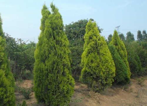 侧柏怎么修剪好看