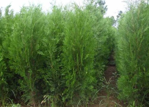 侧柏怎么修剪好看