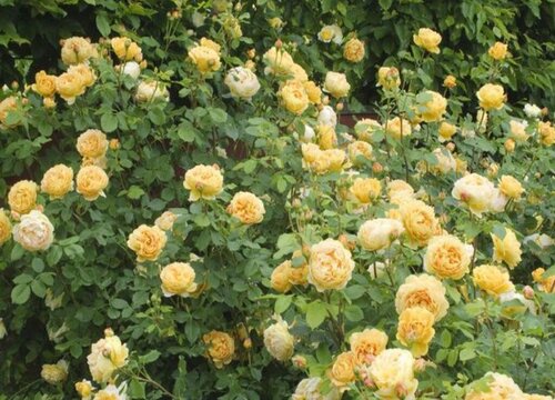 月季花什么时候移栽最好