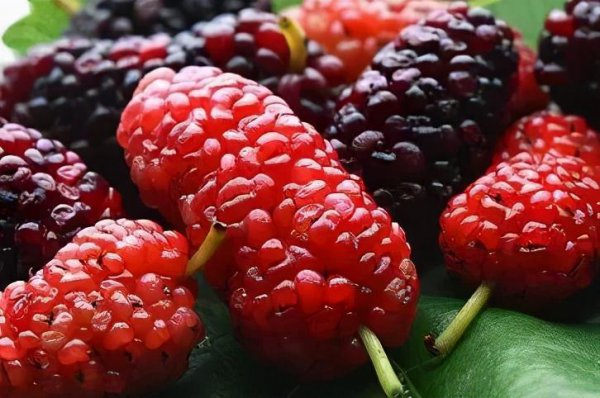 桑椹子的功效与作用