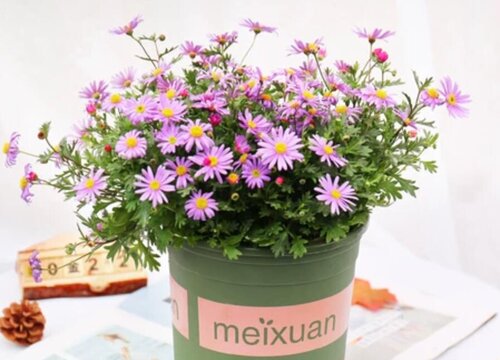 姬小菊只长叶子不开花怎么办