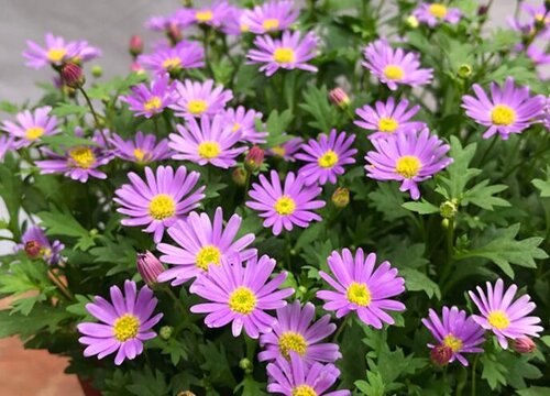 姬小菊只长叶子不开花怎么办