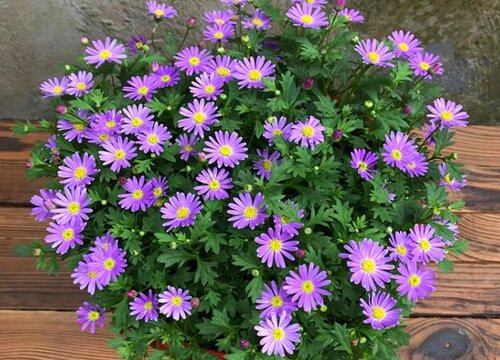 姬小菊只长叶子不开花怎么办