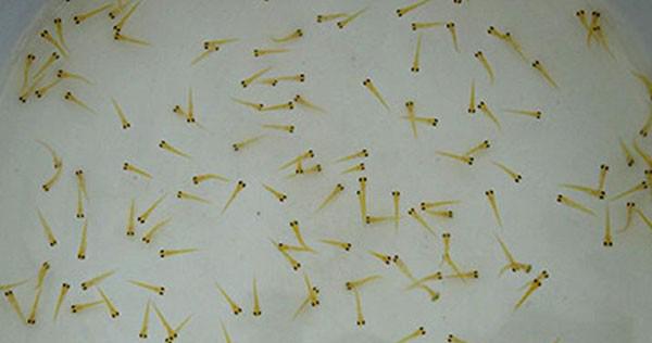 锦鲤水花的养殖技巧