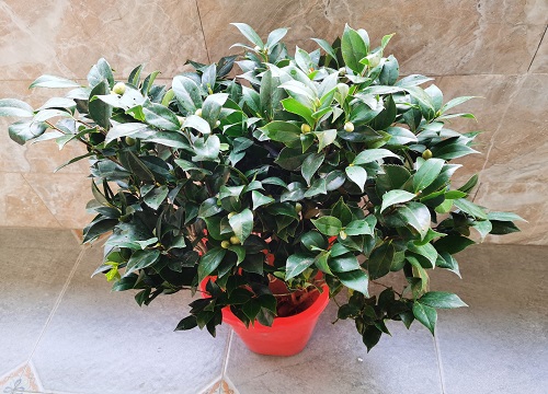 茶花喜水还是喜旱