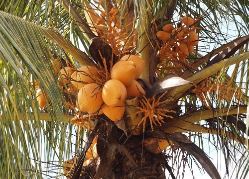 三亚水果特产有哪些