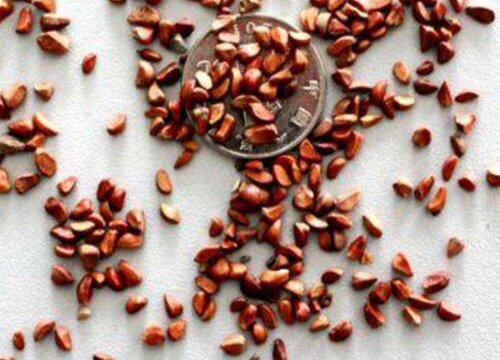 蔷薇种子什么时候播种最好