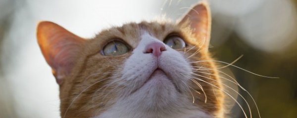 小猫不吃奶怎么办