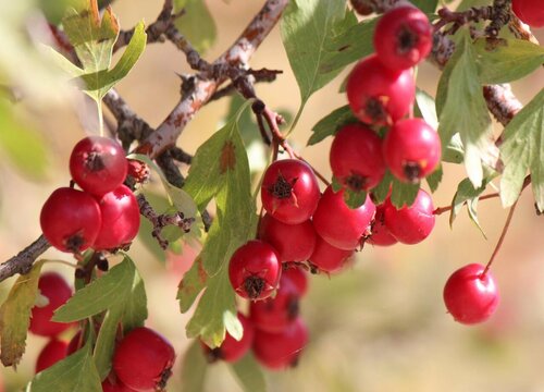 山里红和山楂的区别图片