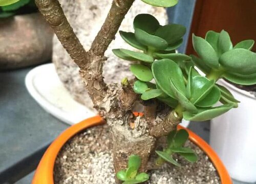 金钱木怎么修根