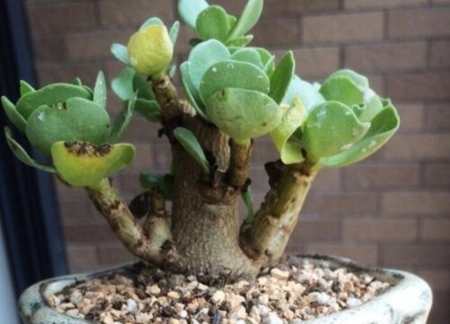 金钱木怎么修根