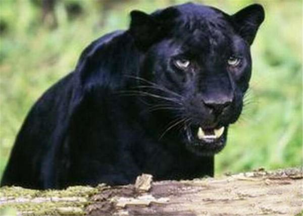 霸王猇灭绝了吗