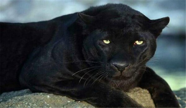 霸王猇灭绝了吗