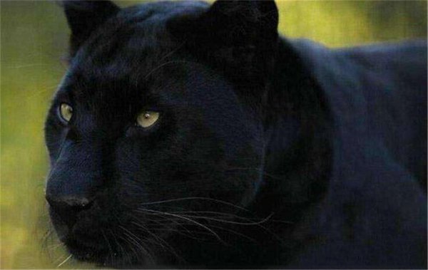 霸王猇灭绝了吗