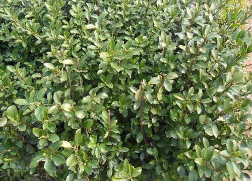 黄芽树值钱吗  市场价格