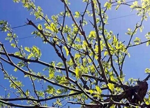 黄芽树值钱吗  市场价格