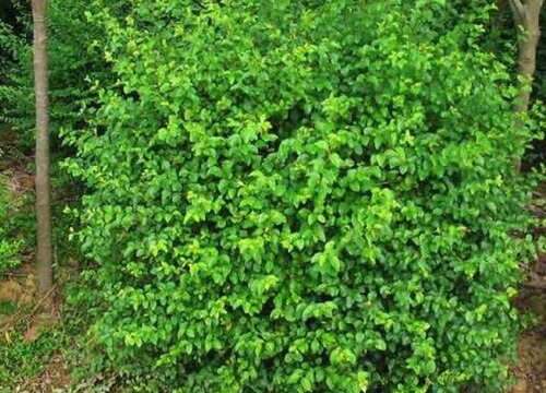 黄芽树值钱吗  市场价格