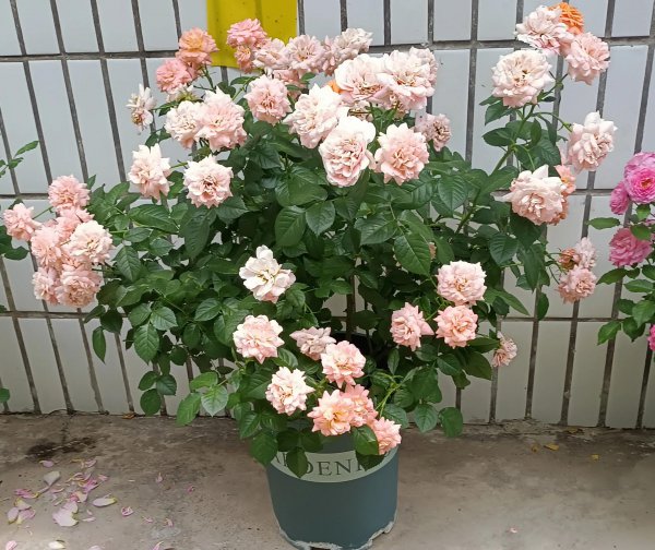 月季开花后剪枝方法图解