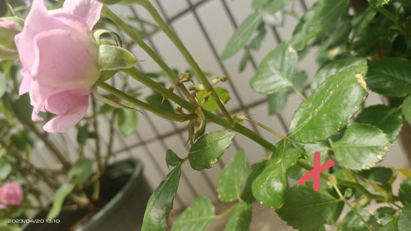 月季开花后剪枝方法图解