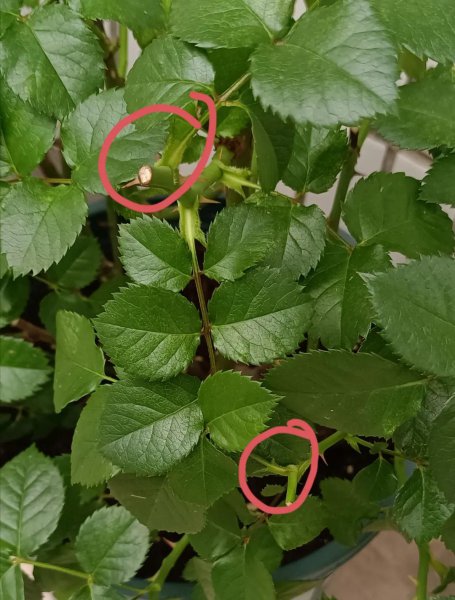 月季开花后剪枝方法图解