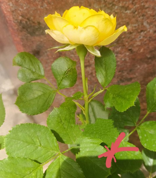 月季开花后剪枝方法图解